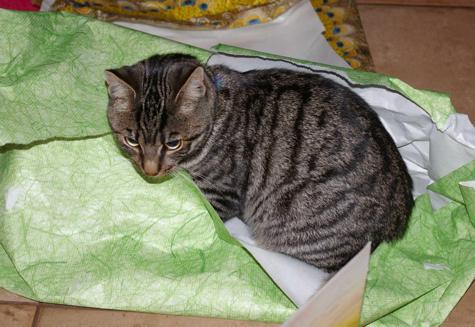 [Carlo+im+Papier.JPG]