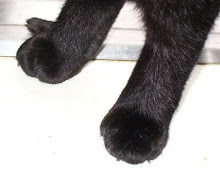 the kitty paws series... #2