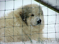 The Great White Bruin