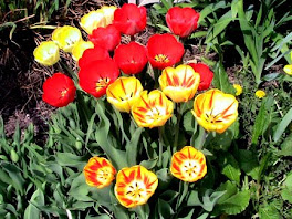 More Beautiful Tulips in Findley Lake