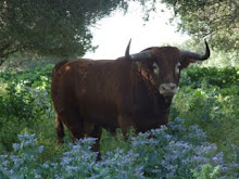 soy muy aficcionada a los toros