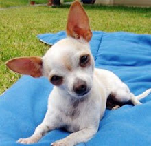 Very cute Chihuahua pup!