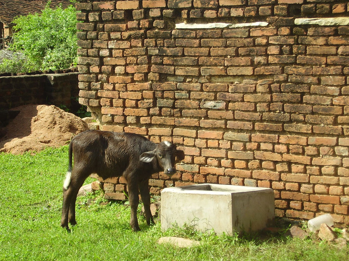[bufaloP8131670.jpg]