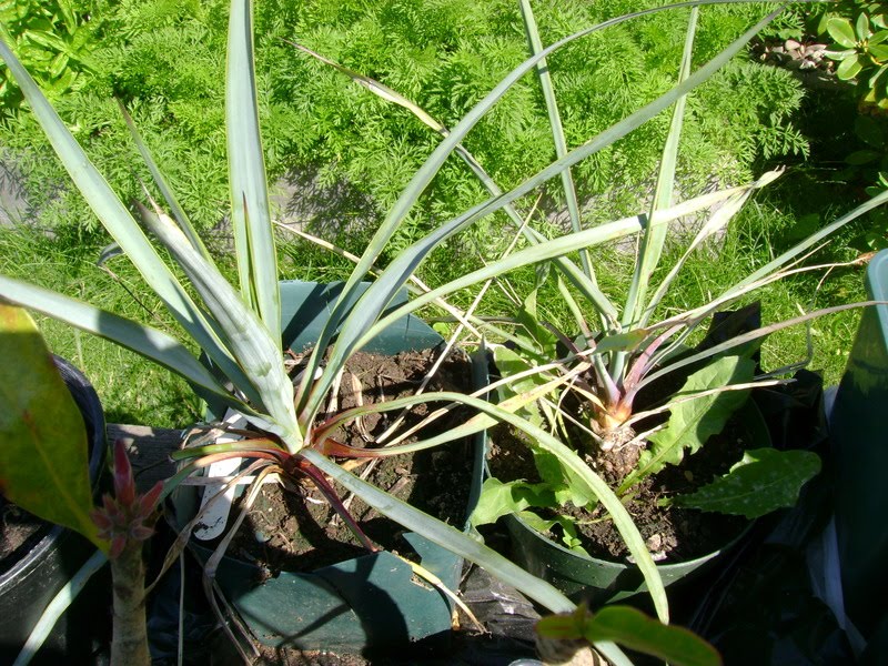 Plant Zone Yucca rostrata Transplant, Musa basjoo, stevia