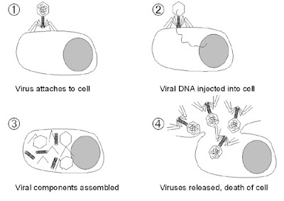 How Virus Reproduce taken from