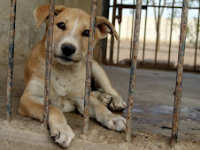 Edhi Animal Shelter Karachi