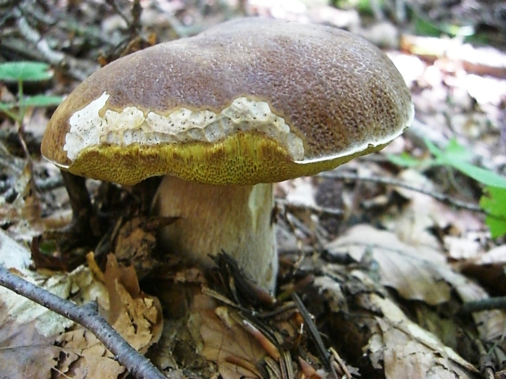 Funghi in Toscana I Porcini 2°