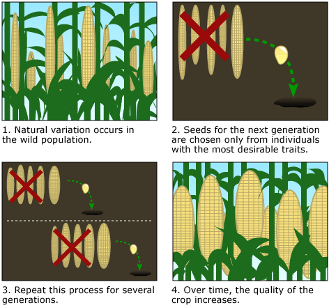 advantages and disadvantages of cross breeding in crops advantages and disadvantages of cross breeding in crops
