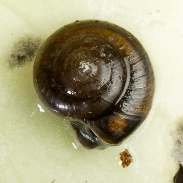 Land Snails and Slugs of Pennsylvania and New York Zonitoides nitidus