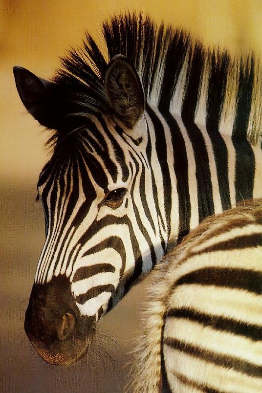 real zebra pictures