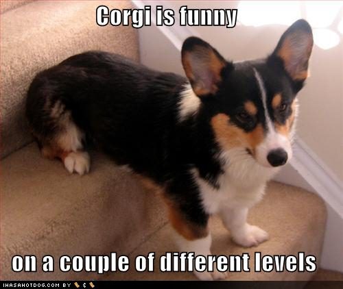 funny-dog-pictures-this-corgi-is-funny-on-multiple-levels.jpg