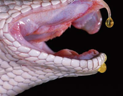 Snake Venom The toxicity of snakebites is dependent on a lot of factors, 