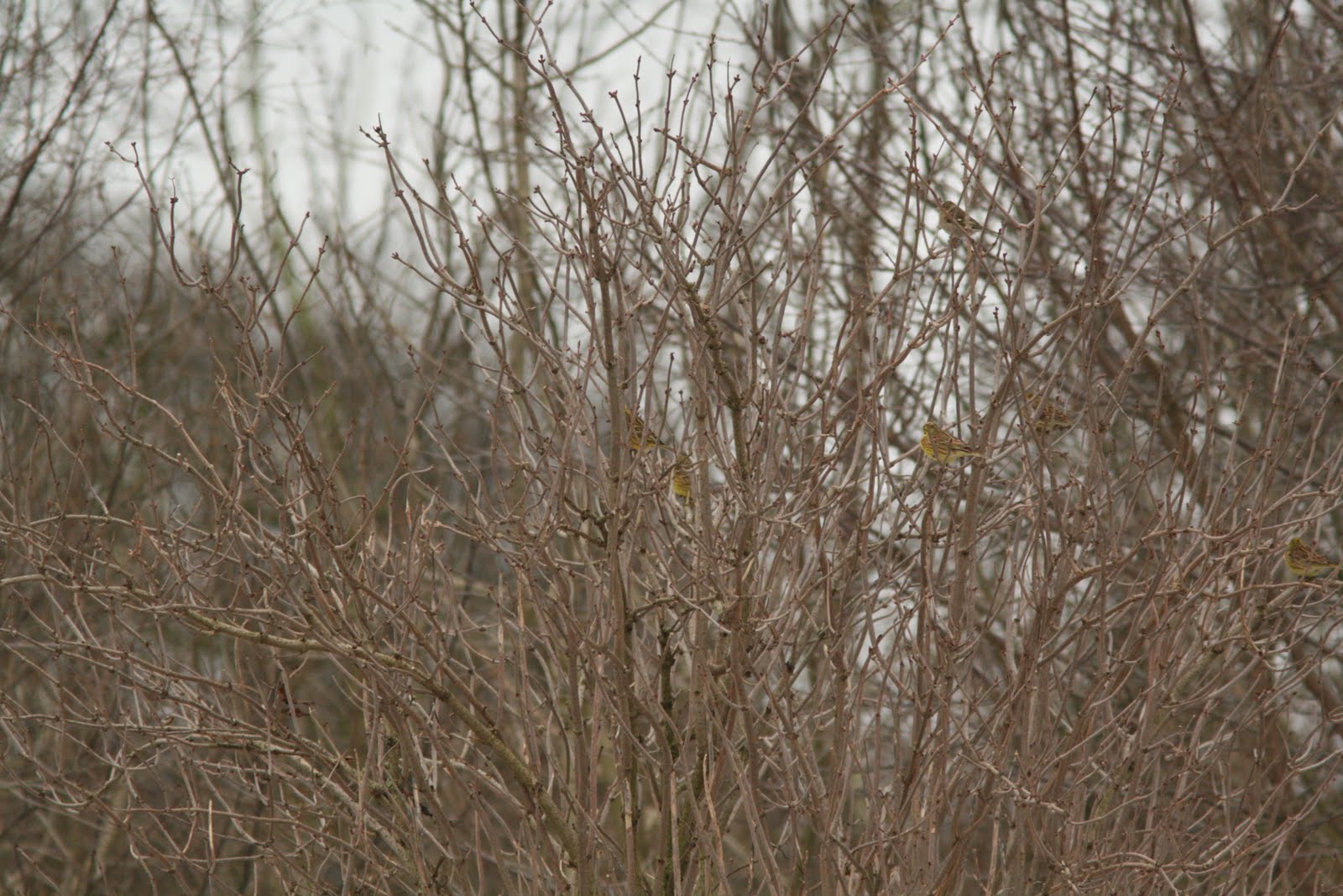 [100110-Beddington+037.JPG]