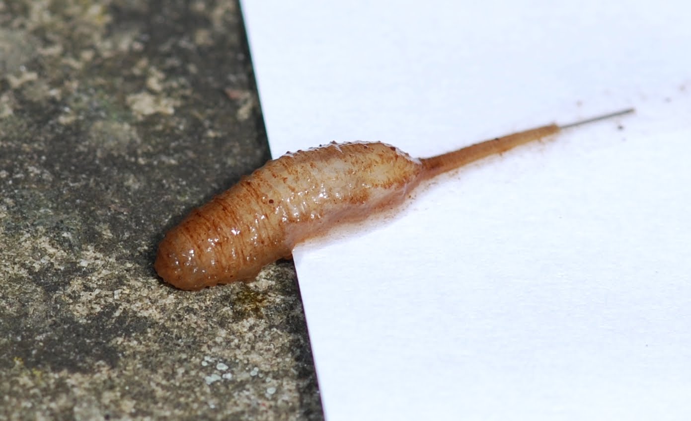 The Museum of Curiosities It came from the compost heap!
