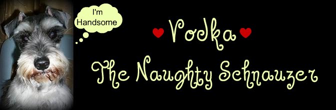 ※ ❤ⓥⓞⓓⓚⓐ❤ The Naughty Schnauzer ※