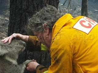 世界のエコ事情 山火事から救出されたコアラ「サム」と「ボブ」