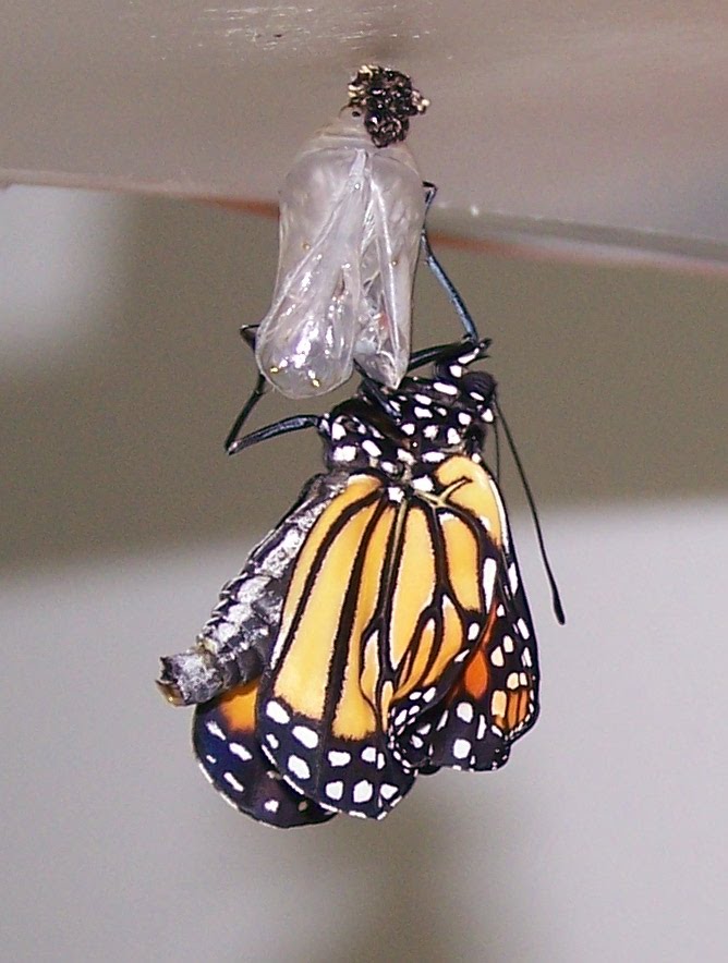 Help Save Monarch Butterflies The Runt of the Litter Emerges