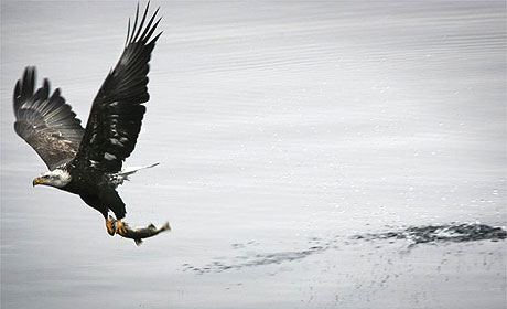 [eagle1.jpg]