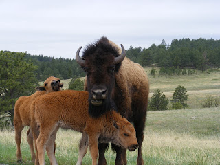 Big Buffalo Mama at Custer State Park