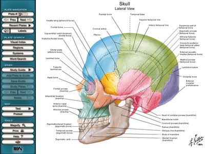 atlante di anatomia umana netter pdf ita torrent