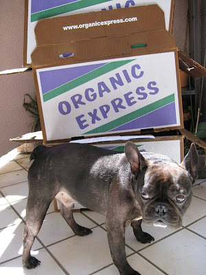 organic express and french bulldog