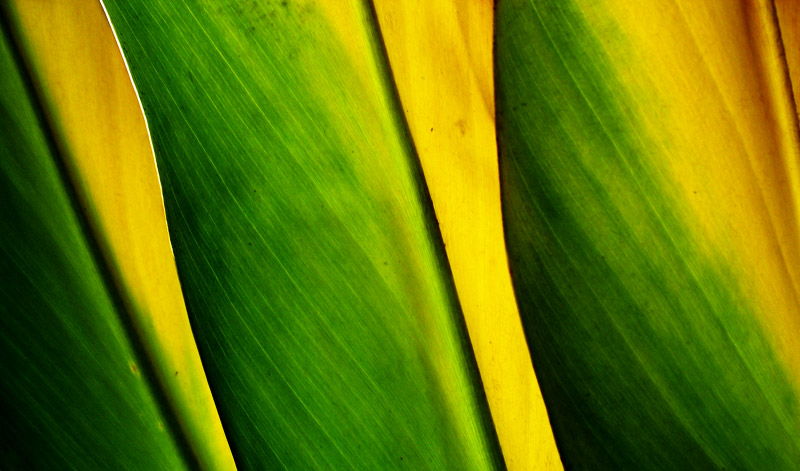 yellow and green; click for previous post