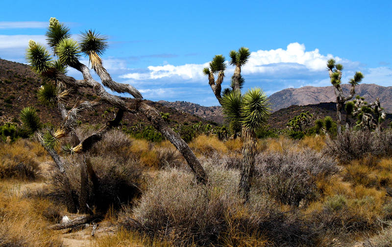 joshua trees; click for previous post