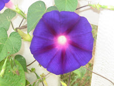 morning glory