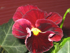 pansy