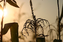 "the heart of autumn must have broken here, and poured it's treasure out upon the leaves."