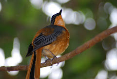 Birds in the Aviary