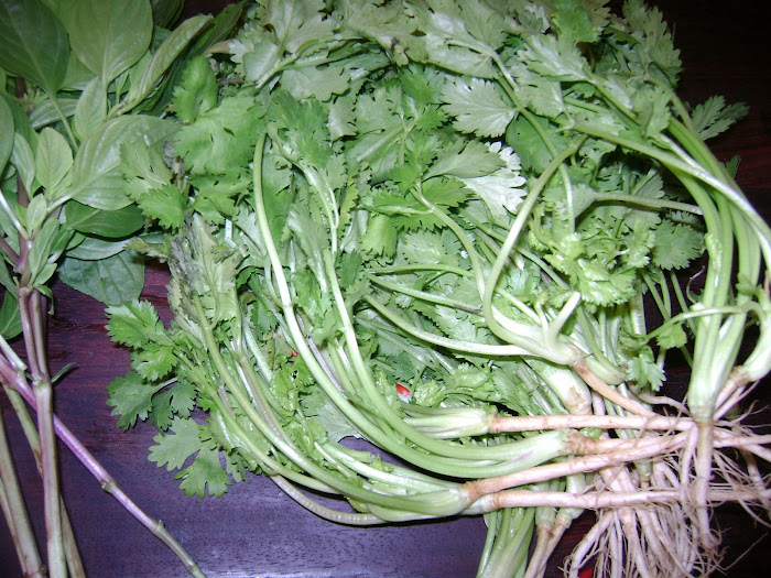 Coriander (Pak Chee) All parts of the coriander plant are used in Thai Cooking