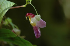 FLOR PERICO