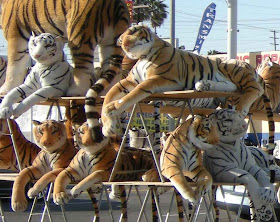 Tigers Spotted in L.A.- Venice & La Brea