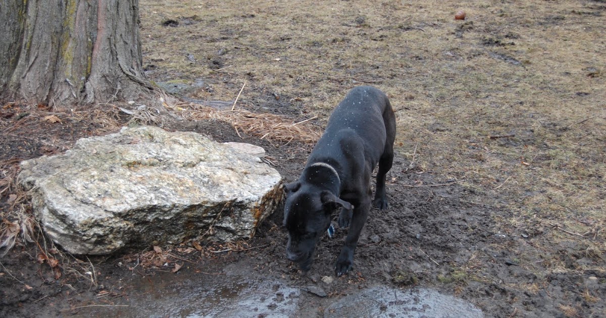 A whirlwind of fine garden design: Dog friendly gardens