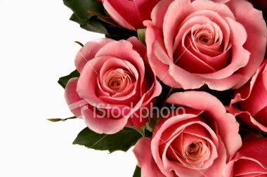 [ist2_2303328-pink-roses.jpg]
