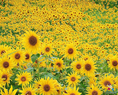 Beautiful Sunflower Desktop sunflowers wallpaper. Beautiful Sunflower Desktop