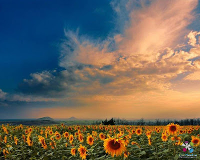 Black And White Sunflower Background. Damask on White Background