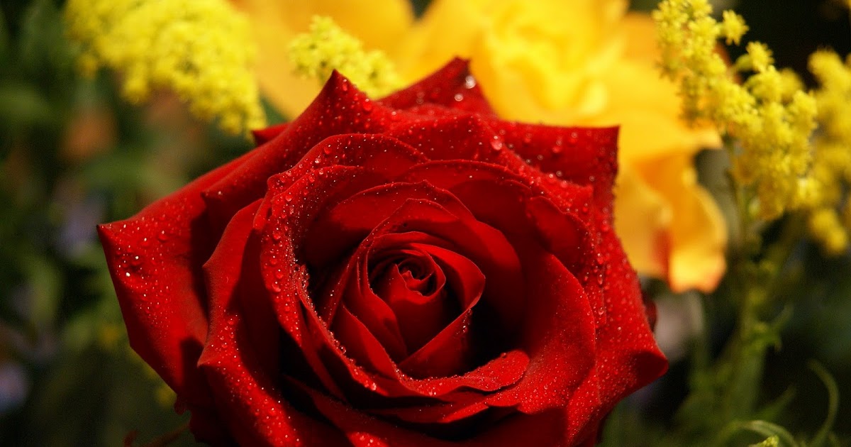 Desktop Inspiratoin: Beautiful Rose Flower Wallpaper