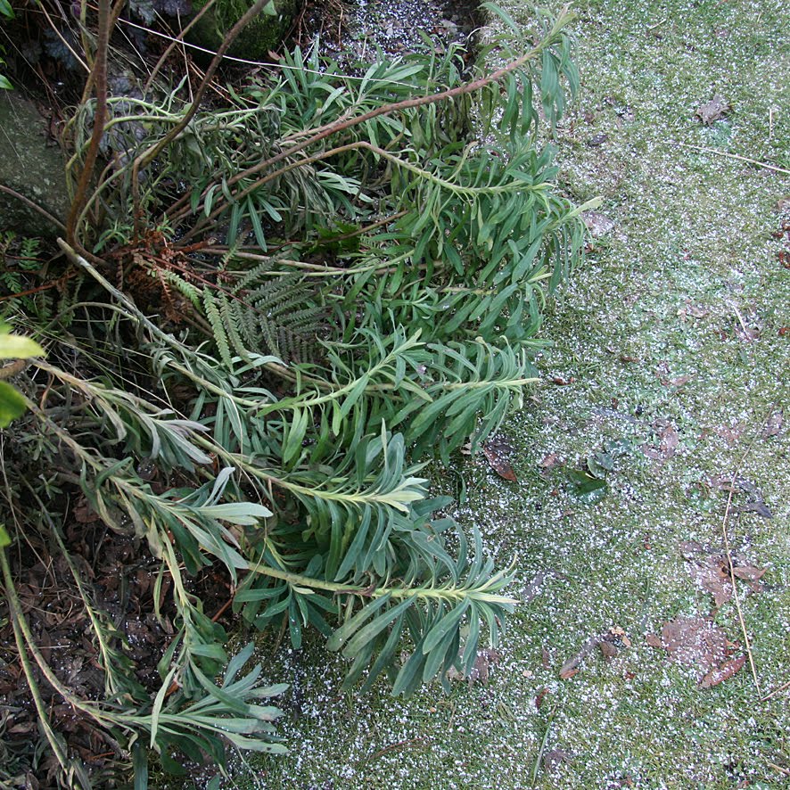 [SGW10+JAN29+Garden+wander+(1).jpg]