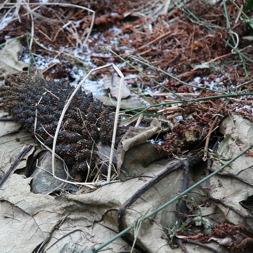 [SGW10+JAN29+Garden+wander+(2).jpg]