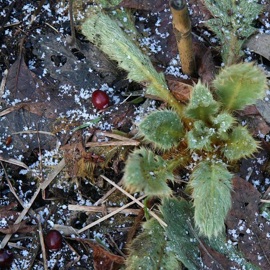 [SGW10+JAN29+Garden+wander+(4).jpg]