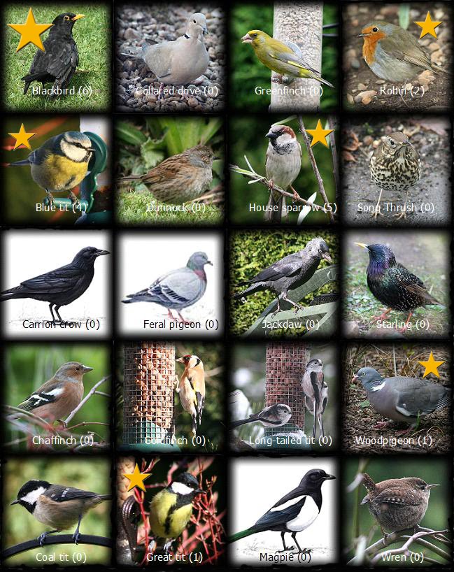 [SGW10+JAN31+Birdcount.jpg]