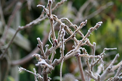 wisteria buds