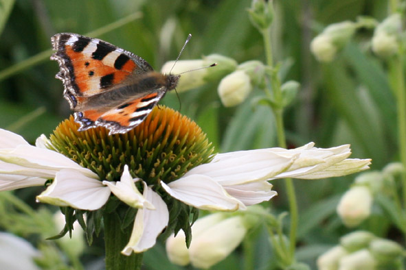 [Butterfly,+Tortiseshell.jpg]