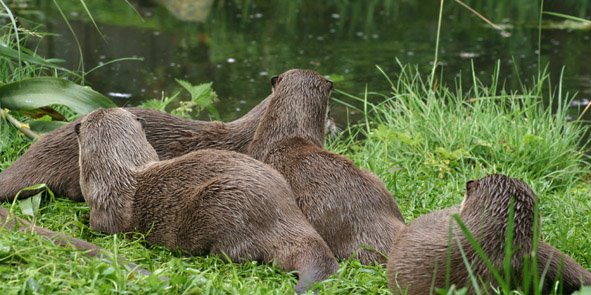[Oriental+short-clawed+otters,+Edinburgh+Zoo+.jpg]