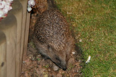 Shirls Gardenwatch Do Hedgehogs Visit Your Garden