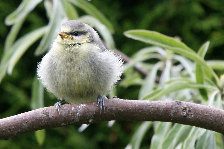 [GB09+Blue+tit+Juv+JUN15.jpg]