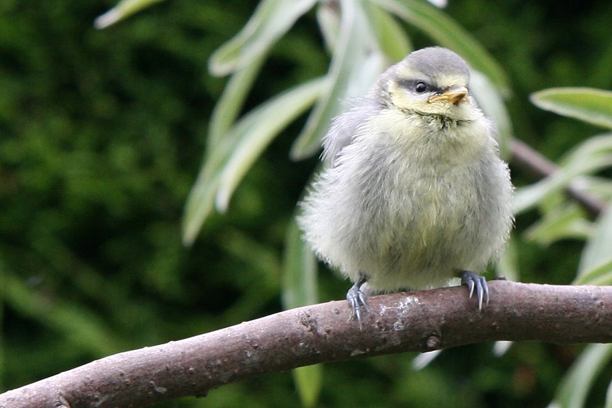 [GB09+Blue+tit+Juv+JUN15,+3.jpg]