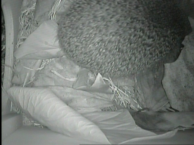 [AHOGH09+SEPT03+first+camera+images+(9).jpg]